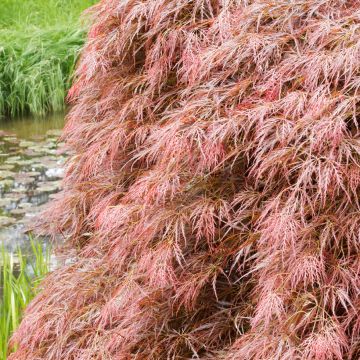 Acer palmatum Dissectum Garnet - Japanse esdoorn