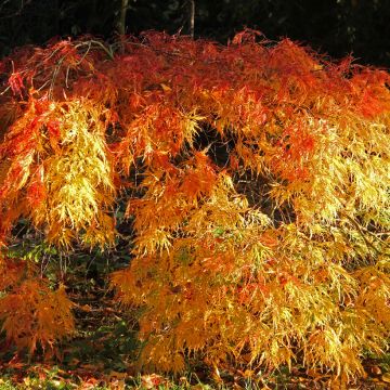 Acer palmatum Orange Flame - Japanse esdoorn