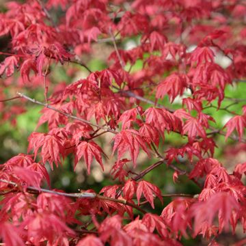 Acer palmatum Shindeshojo - Japanse esdoorn
