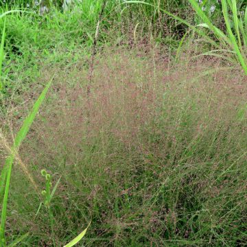 Eragrostis spectabilis - Liefdesgras
