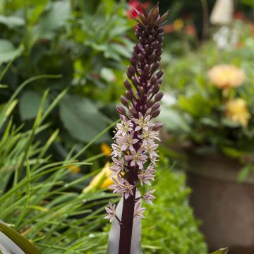 Eucomis comosa Sparkling Rosy - Eucomide roze