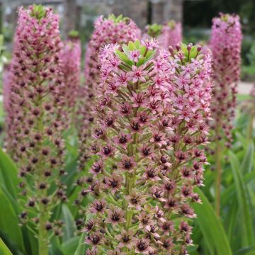 Eucomis comosa Pink Gin - Ananasplant