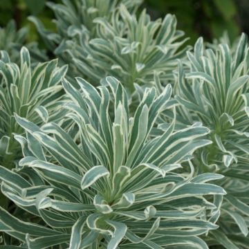Euphorbia characias Glacier Blue - Wolfsmelk