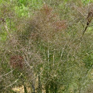 Foeniculum vulgare Giant Bronze - Venkel