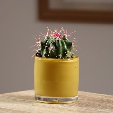 Ferocactus latispinus - Vatcactus