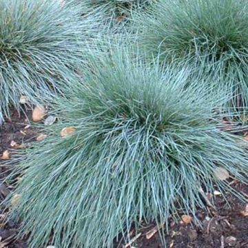 Festuca glauca Elijah Blue - Blauw schapengras