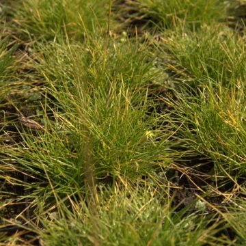 Festuca glauca Golden Toupee - Blauw schapengras