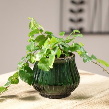 Ficus pumila Arina - Klimvijg