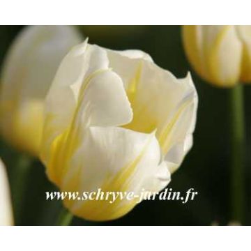 Tulipa Flaming Coquette - Dubbele vroege tulp