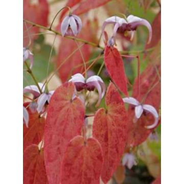 Epimedium acuminatum - Elfenbloem