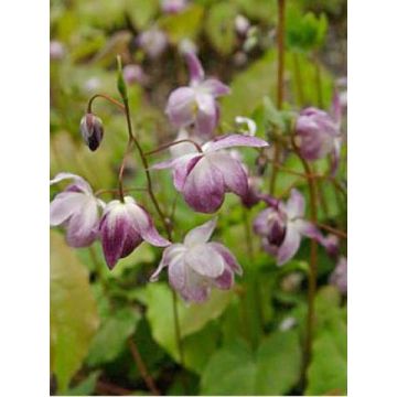Epimedium youngianum Merlin - Elfenbloem