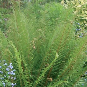 Dryopteris affinis - Geschubde mannetjesvaren