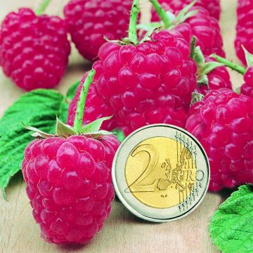 Framboos Sumo 2 (doordragend)