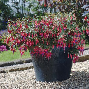 Fuchsia Sundancer - Bellenplant