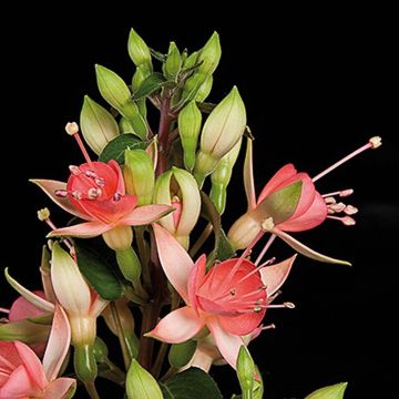 Fuchsia Walz Jubelteen - Bellenplant