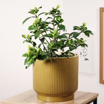 Gardenia Double Diamonds - Kaapse jasmijn