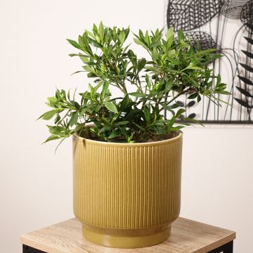 Gardenia jasminoides Perfumed Petticoats - Kaapse jasmijn