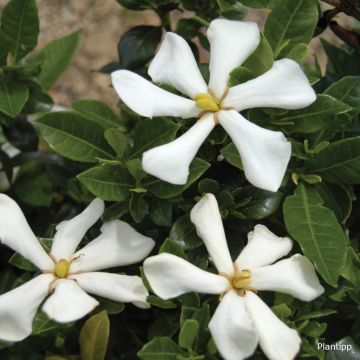 Gardenia Pinwheel - Kaapse jasmijn