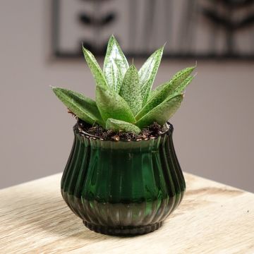 Gasteria D. Tiga