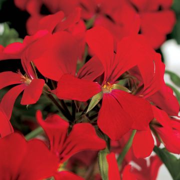 Pelargonium peltatum Rainbow Red - Hanggeranium rood