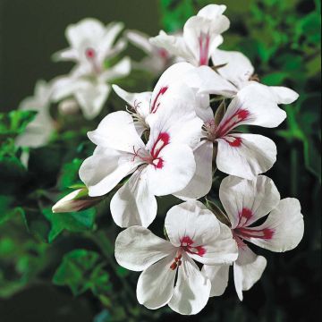 Pelargonium peltatum Rainbow White - Hanggeranium