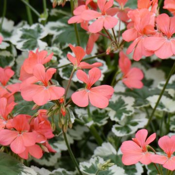 Pelargonium Franck Headley - Zonale geranium
