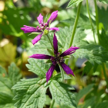 Geranium psilostemon Catherine Deneuve - Armeense ooievaarsbek