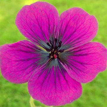 Geranium Dragon Heart - Ooievaarsbek