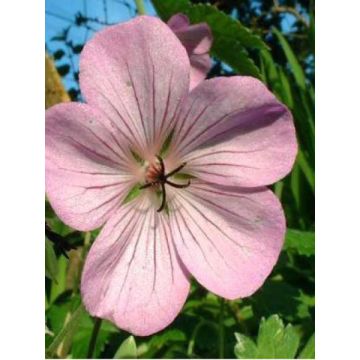 Geranium Joy - Ooievaarsbek