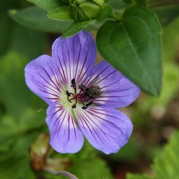 Geranium wallichianum Buxton s Variety - Ooievaarsbek