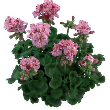 Pelargonium Flic Flac Violet Nova - Zonale geranium