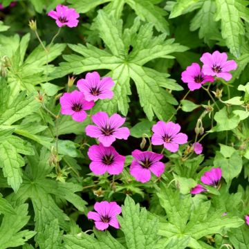 Geranium Patricia - ooievaarsbek