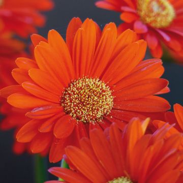 Gerbera Garvinea Sweet Sweet Glow - Barberton-madeliefje