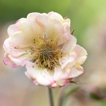 Geum Censation Two Tone Pearl - Nagelkruid