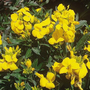 Erysimum cheiri Cloth of Gold (plugplanten) – Muurbloem
