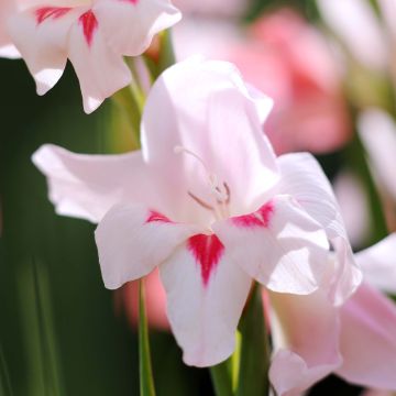 Gladiolus colvillei Elvira - Colville-gladiool