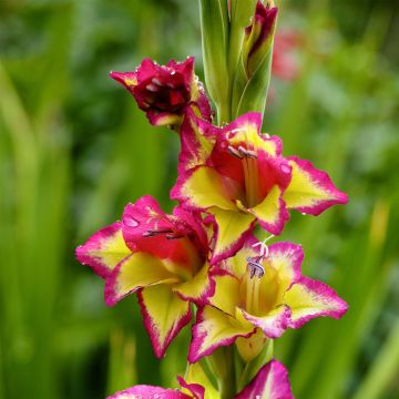 Dwerggladiool Flevo Laguna - Gladiolus nanus