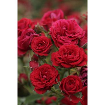 Rosa Global Hit - Stamroos