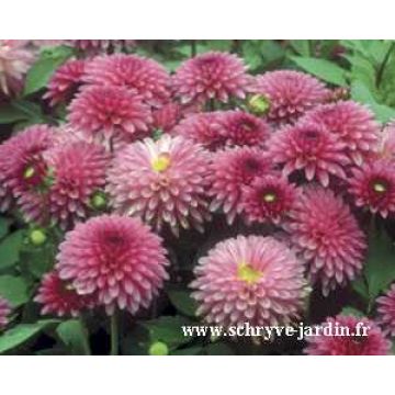 Dahlia Cheeky Glow - dwergdahlia