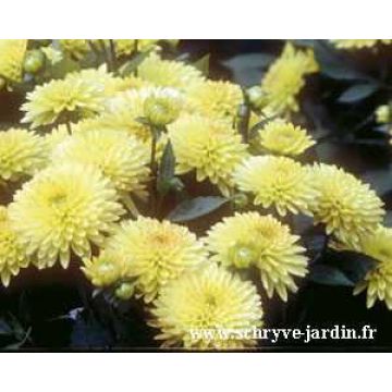 Dahlia Sunny Glow - dwergdahlia