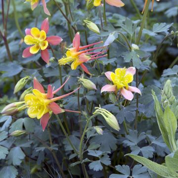 Akelei Tequila Sunrise (zaad) - Aquilegia skinneri