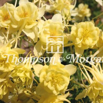 Akelei Sunshine (zaad) - Aquilegia caerulea