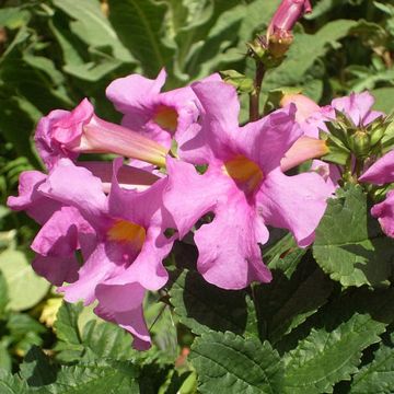 Incarvillea delavayi Deli Roze (zaad) - Trompetklokje
