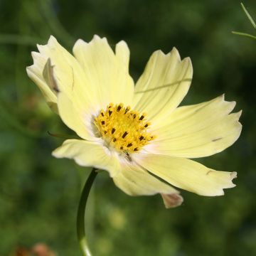 Cosmea Lemonade (zaad) - Cosmos bipinnatus