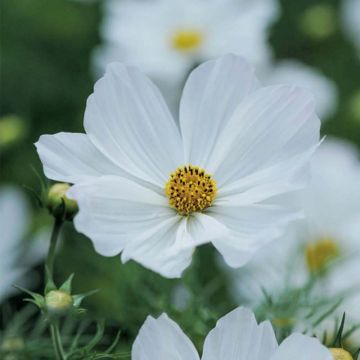 Cosmea Purity (zaad) - Cosmos bipinnatus