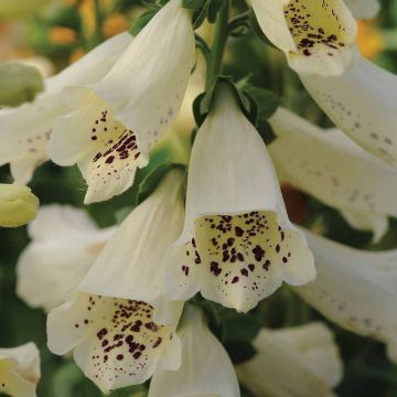 Digitalis purpurea Dalmatian Cream F1 (zaad) - Vingerhoedskruid