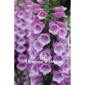 Digitalis purpurea Dalmatian Purple F2 (zaad) - Vingerhoedskruid