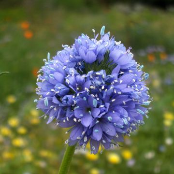 Gilia capitata (zaad) - Hoofdjesgilia