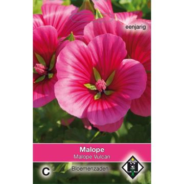 Malope trifida Vulcan (zaad) - Drielobbige malope