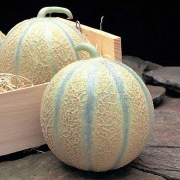 Cantaloupe-meloen F1 zaad